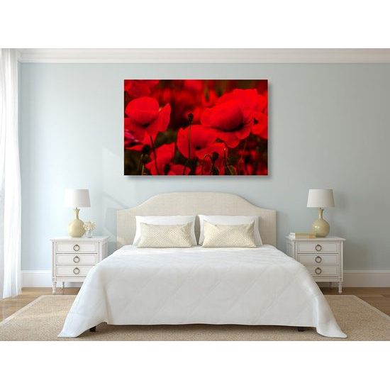 Kép pipacsok ölelésében