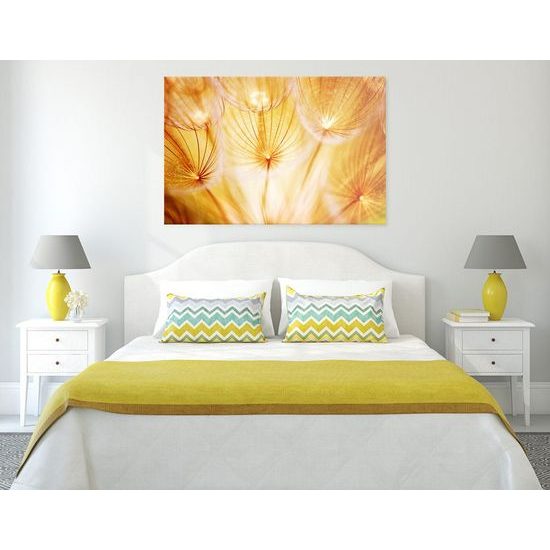 Kép absztrakt pitypang