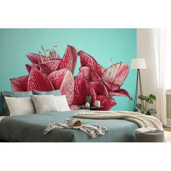 Öntapadó fotótapéta elbűvölő amarillisz virág