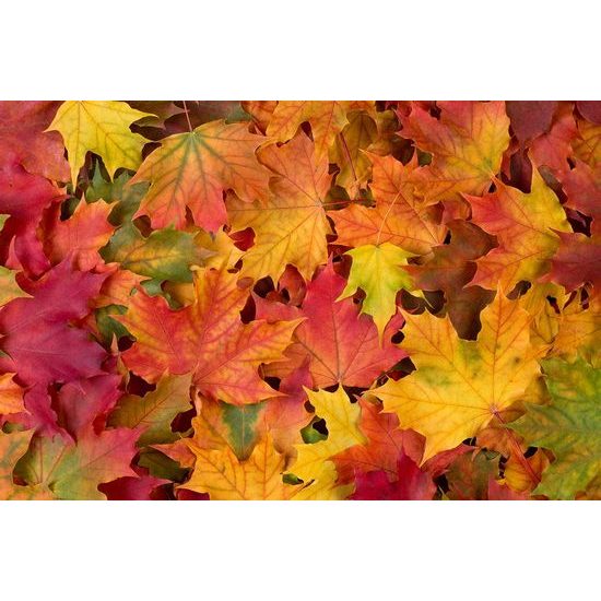 Érdekes öntapadó fotótapéta őszi levelek