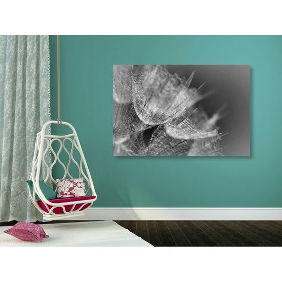 Kép pitypang részlete fekete-fehér kivitelben