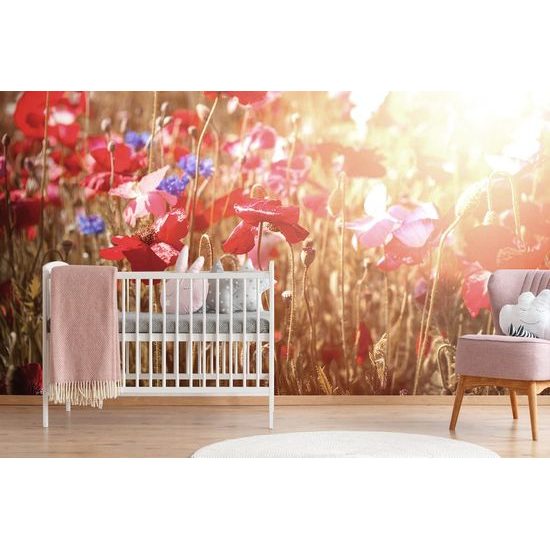 Pipacs öntapadó tapéta a napsugarakban