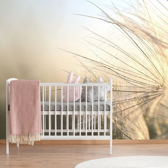 Fotótapéta részlet egy pitypangról a reggeli sugarak ragyogásában