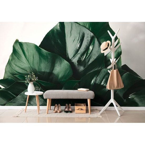 Fényes monstera levelek öntapadó fotótapéta