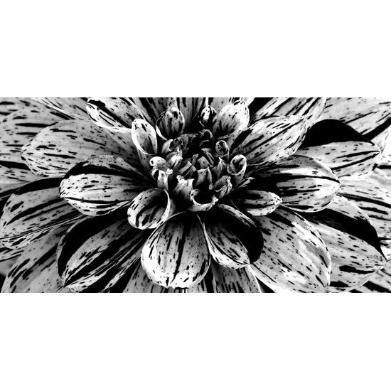 Kép hatalmas dália fekete-fehér kivitelben