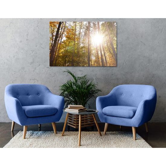 Kép nap a fák lombjai között