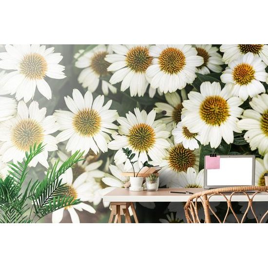 Egyedi fotótapéta gyógyító kamilla