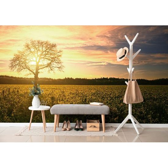 Öntapadó fotótapéta elhagyott fa naplementekor