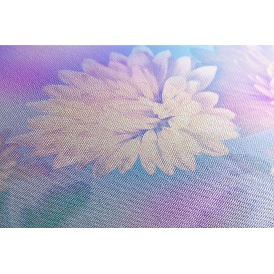 Kép krizantém csodálatos fehér virágai