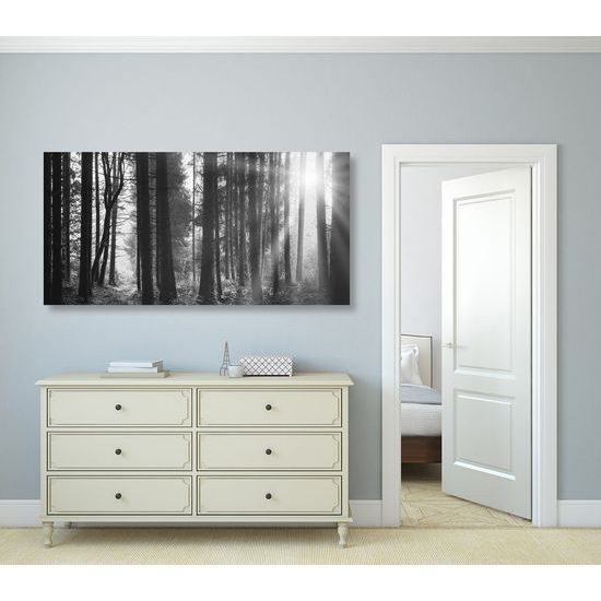 Kép fák lombjai között átható nap fekete-fehér kivitelben