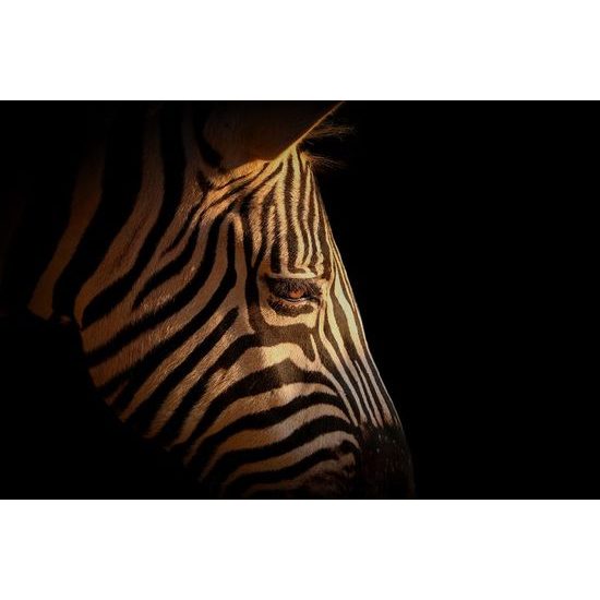 Fotótapéta zebra fej