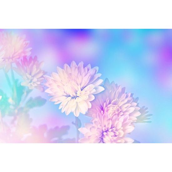 Tapéta Krizantém érdekes megvilágításban