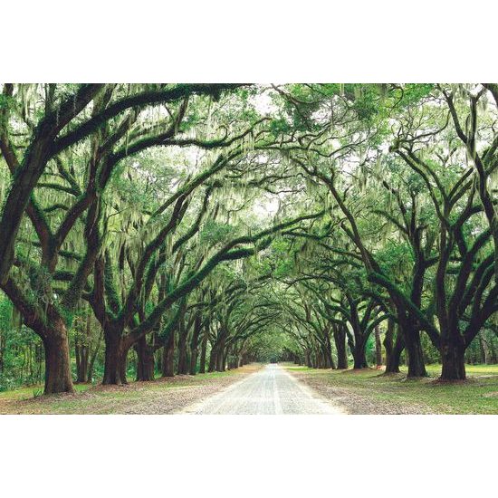 Fotótapéta benőtt fák