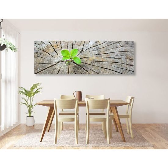 Kép zöld növény születése