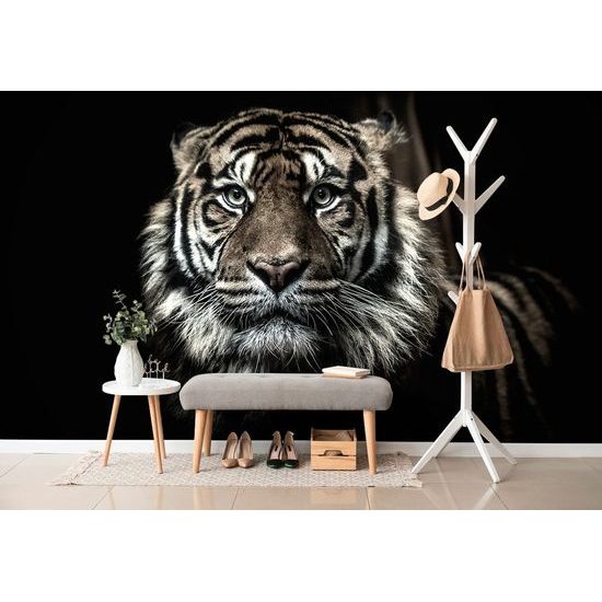 Öntapadó fotótapéta tigris