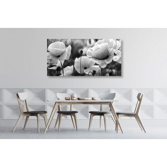 Kép gyönyörű pipacsmező fekete-fehér kivitelben