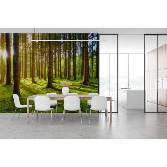 Öntapadó fotótapéta a reggeli erdő varázsa