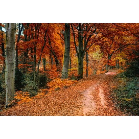 Öntapadó fotótapéta erdő őszi színekben