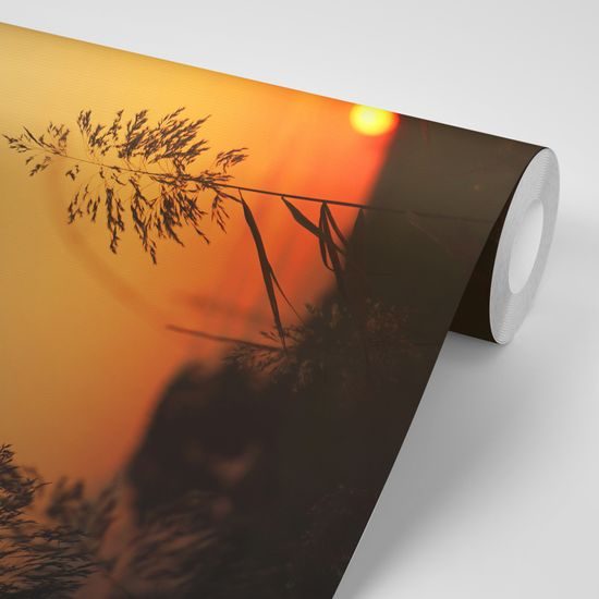 Öntapadó fotótapéta fű napkeltekor