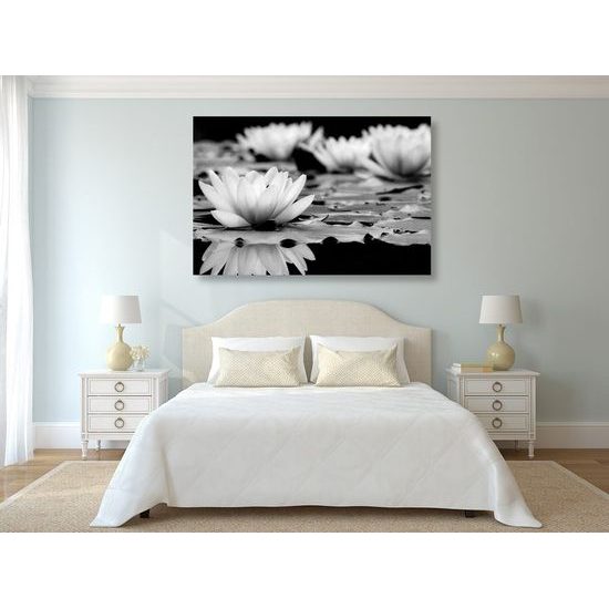 Kép csodálatos tavirózsa fekete-fehér kivitelben