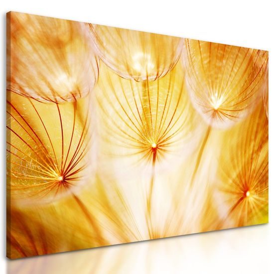 Kép absztrakt pitypang