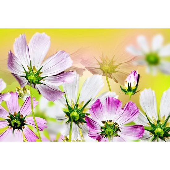 Kép gyönyörű kivirágzott virágok