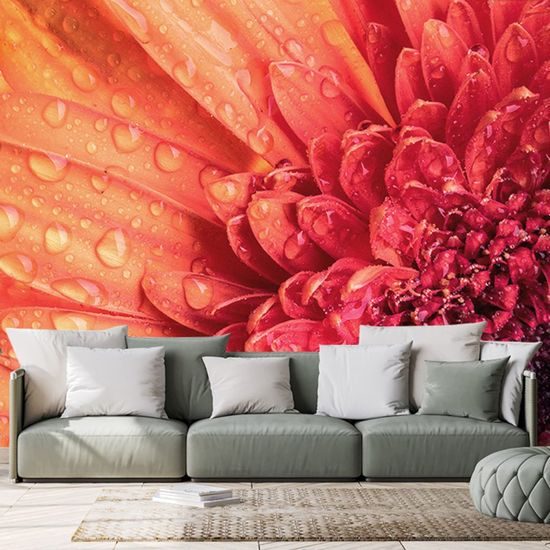Öntapadó fotótapéta vízcseppekkel borított gerbera