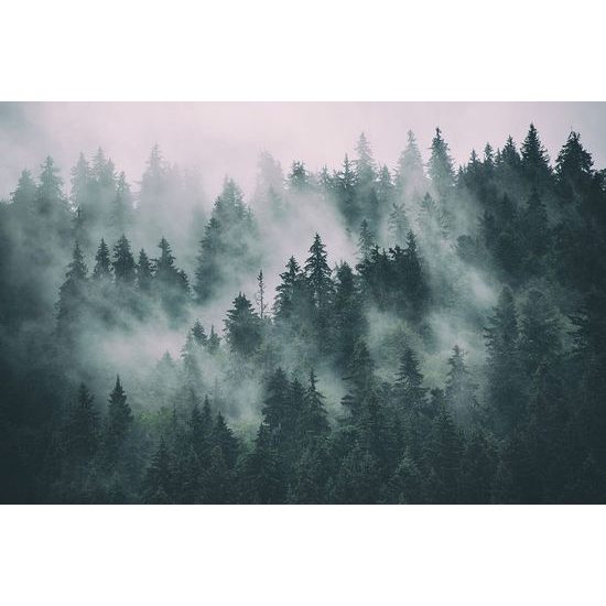 Fotótapéta ködbe borított fák