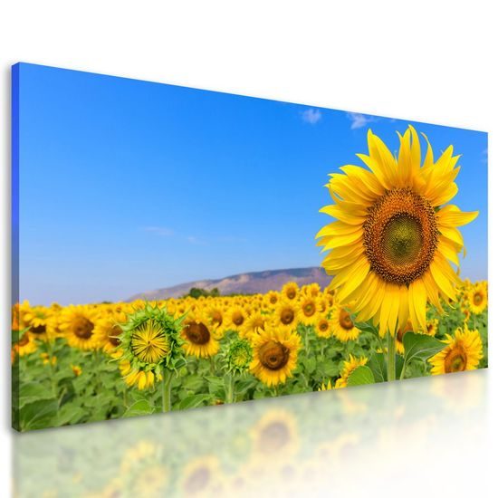 Kép sárga napraforgók a kék égbolt alatt