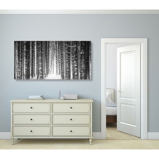 Kép fekete-fehér erdő téli időszakban