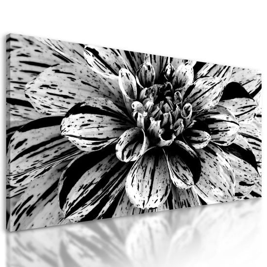 Kép hatalmas dália fekete-fehér kivitelben
