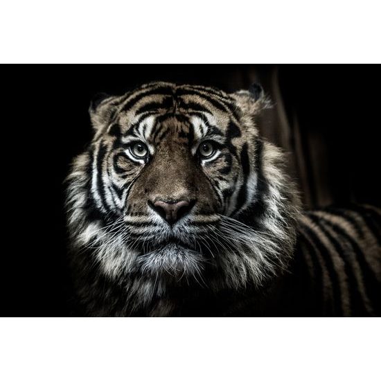 Kép bengáli tigris