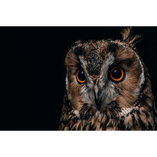 Kép csodálatos bagoly