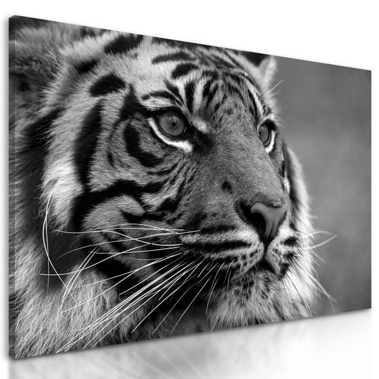 Kép fenséges tigris fekete-fehér kivitelben