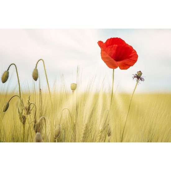 Öntapadó fotótapéta a pipacs élete