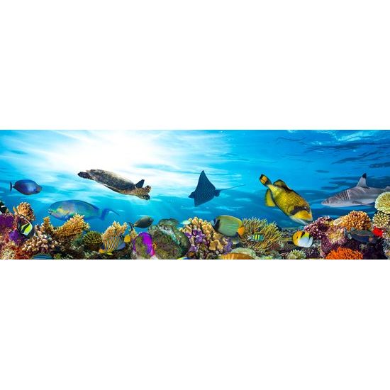 Kép élettel teli tengeri világ