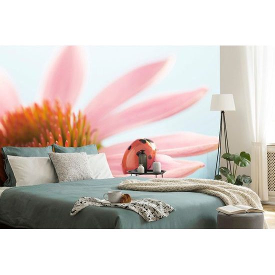 Eredeti öntapadó fotótapéta egy katicabogárról echinacea virágon