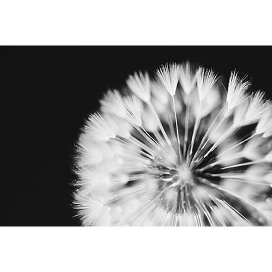 Öntapadó tapéta fekete fehér pitypang kalap