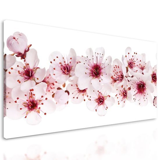 Kép cseresznye virágai fehér háttéren