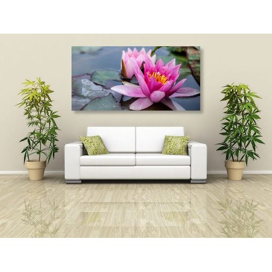 Kép csodálatos rózsaszín tavirózsa