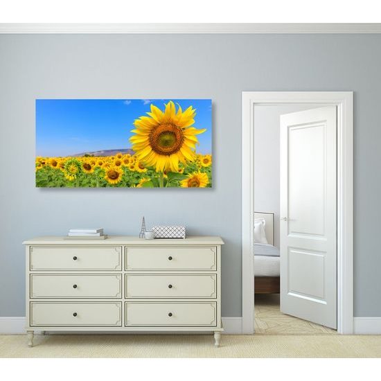 Kép sárga napraforgók a kék égbolt alatt