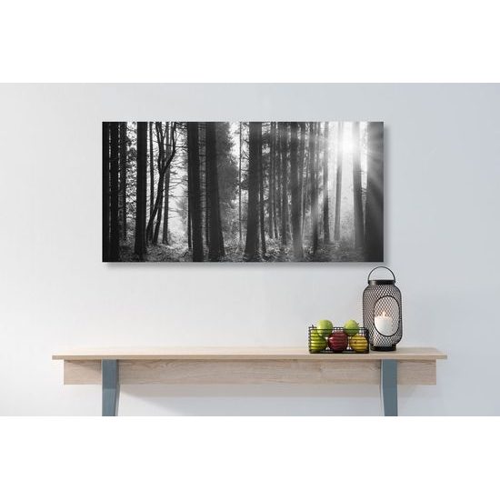 Kép fák lombjai között átható nap fekete-fehér kivitelben