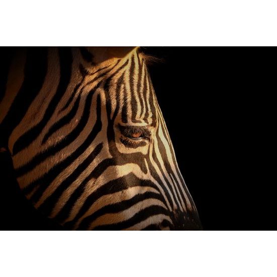 Kép zebra fejének részletei