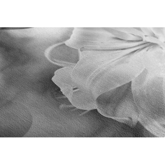 Kép lágy liliom fekete-fehér kivitelben