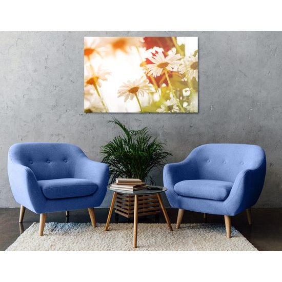 Kép százszorszép festői virágai