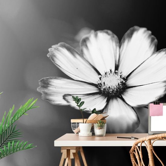 Öntapadó fotótapéta magányos kankalinvirág fekete-fehér kivitelben