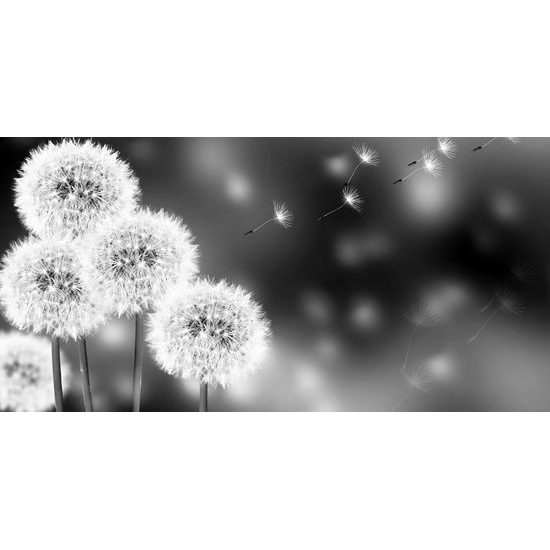 Kép bolyhos pitypangok fekete-fehér kivitelben