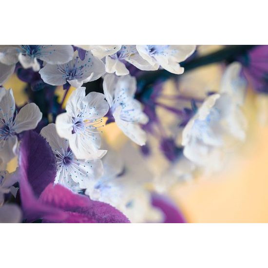 Fotótapéta bájos cseresznye ág tele virágokkal