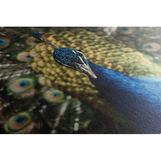 Kép páva gyönyörű színekben