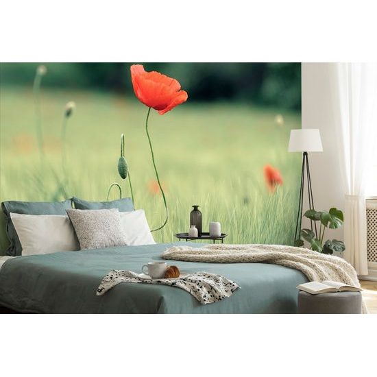 Öntapadó fotótapéta vadmák a rét közepén